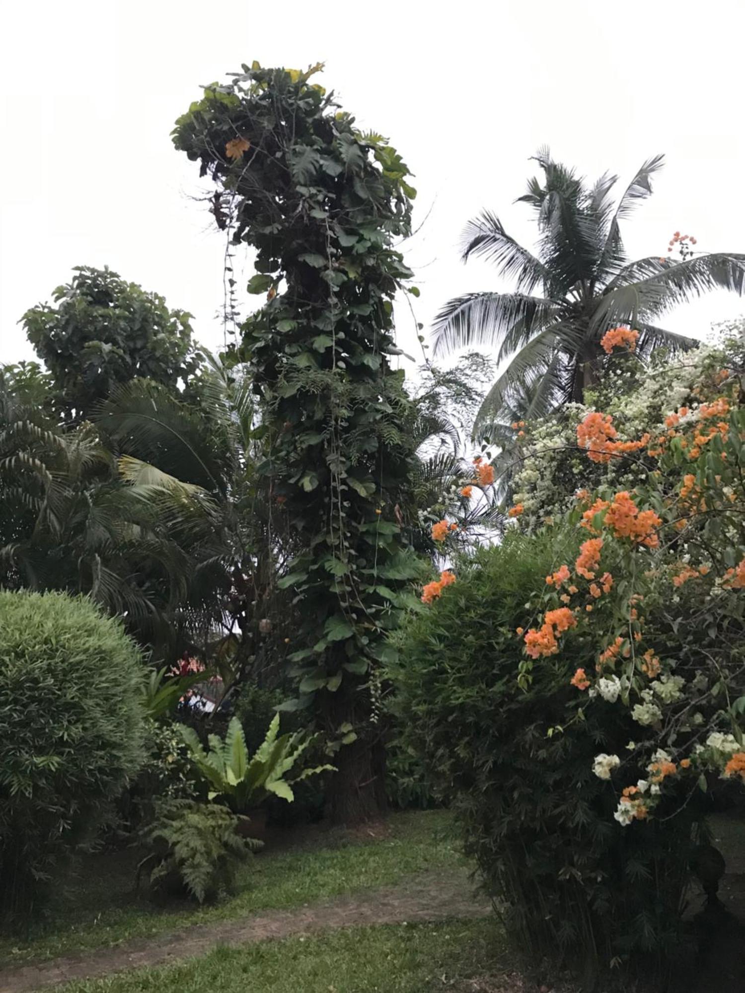 Tangalle Green House المظهر الخارجي الصورة